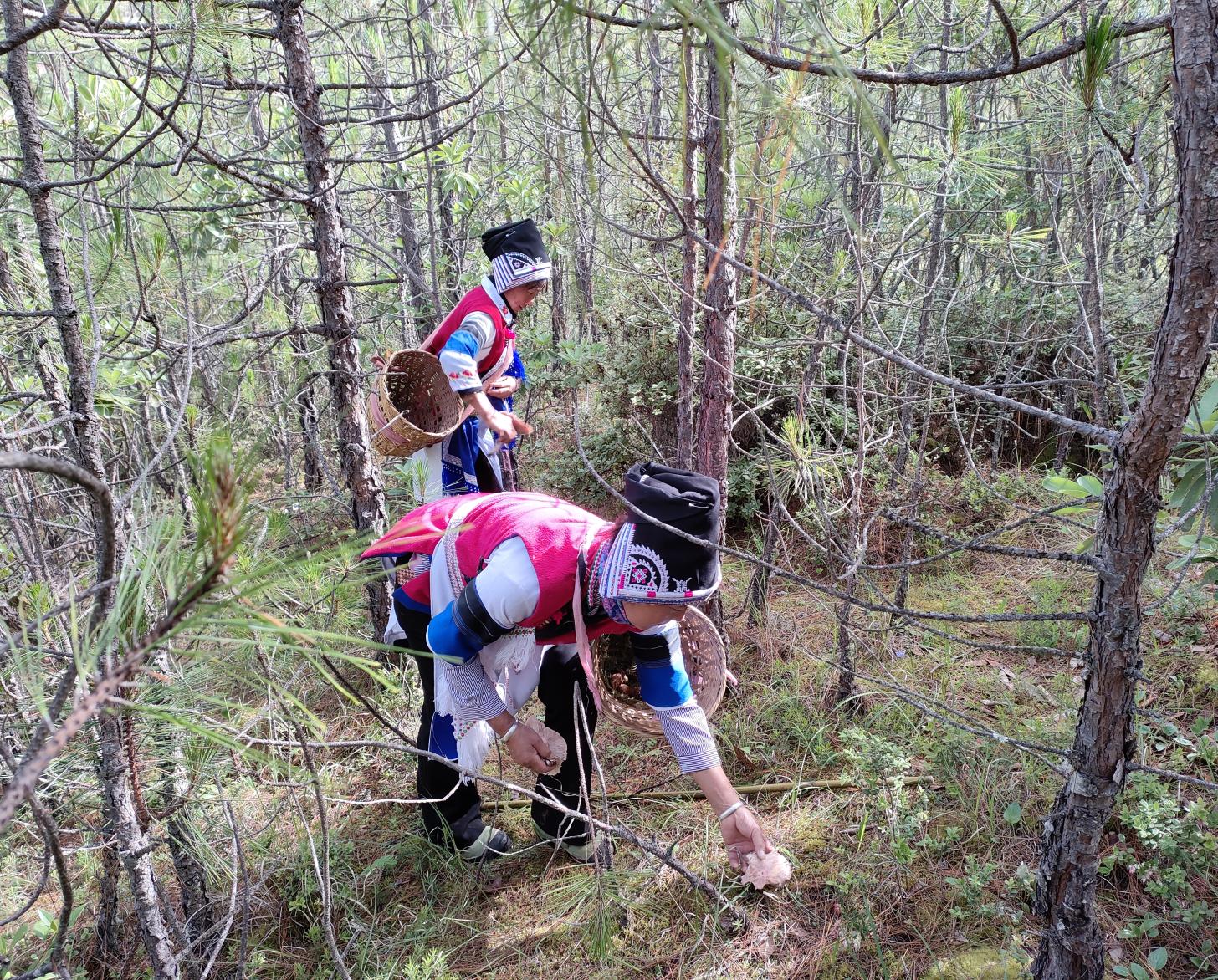 云南老君山，当地女性采摘松茸