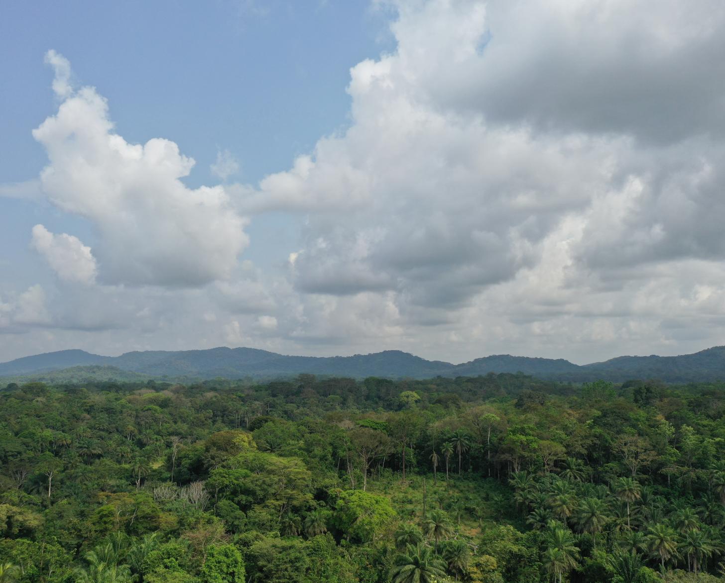 Se teme que el hermoso verdor de la zona peninsular alrededor de Freetown pueda desaparecer pronto debido a la urbanización, la producción de leña y carbón vegetal, la explotación de canteras y otros efectos.