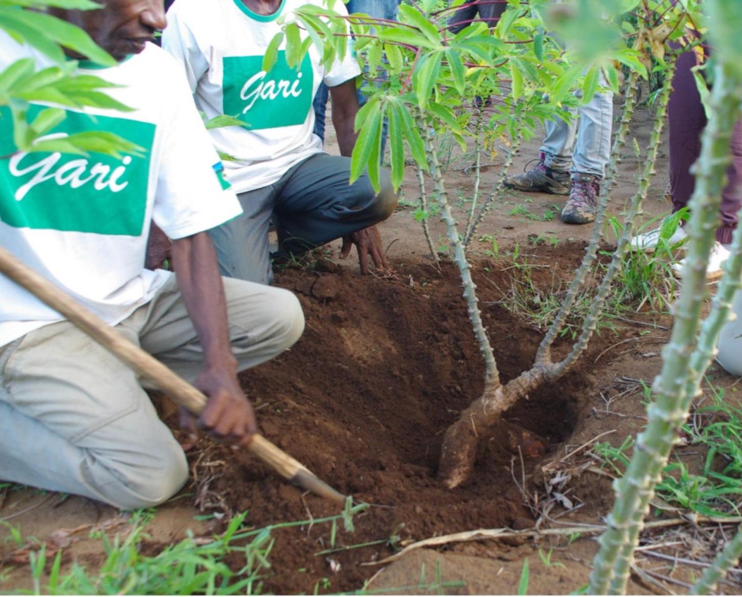 Two men in a white shirt are sowing a plant in the ground with farming tools