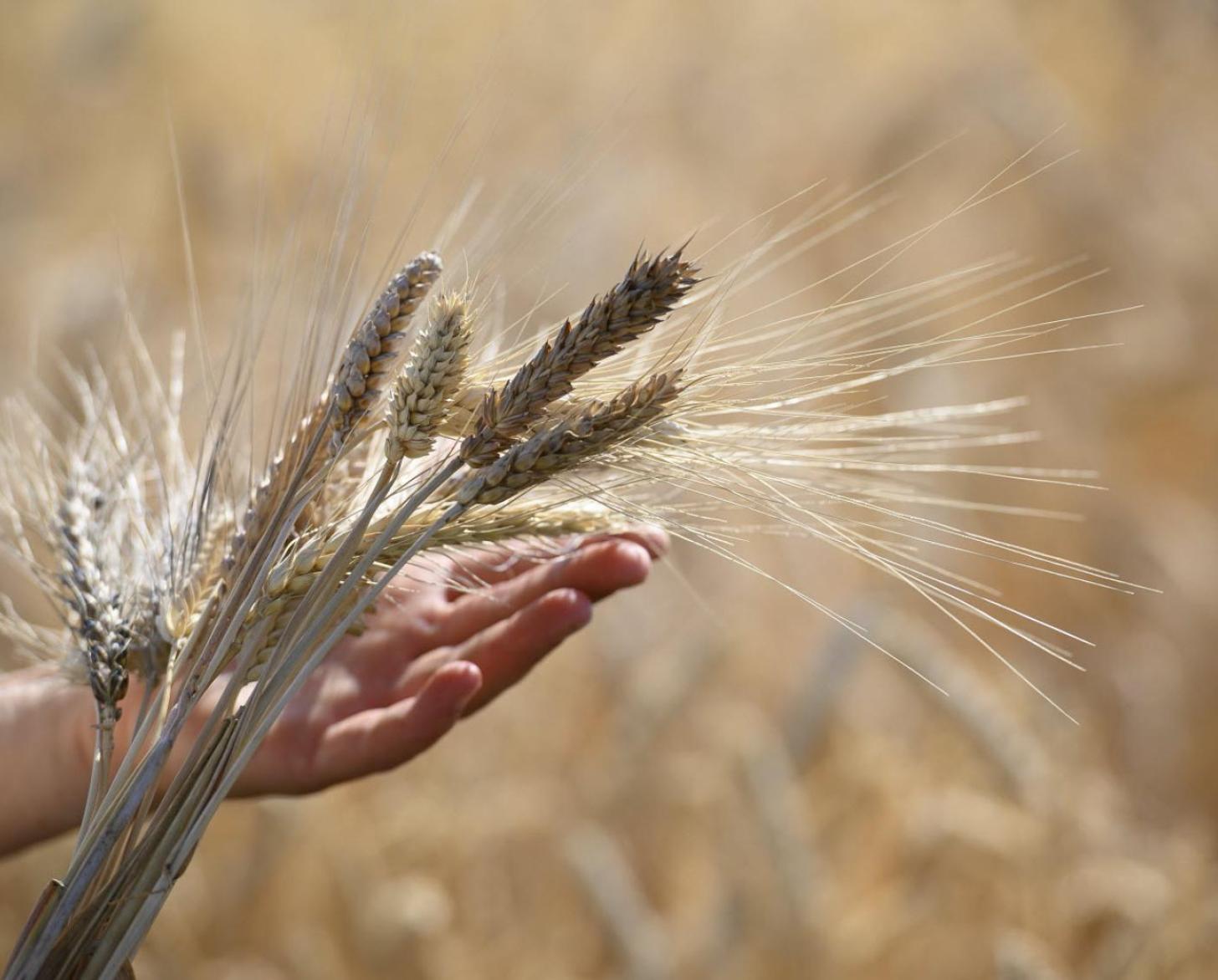 A stalk of wheat with someone holding it