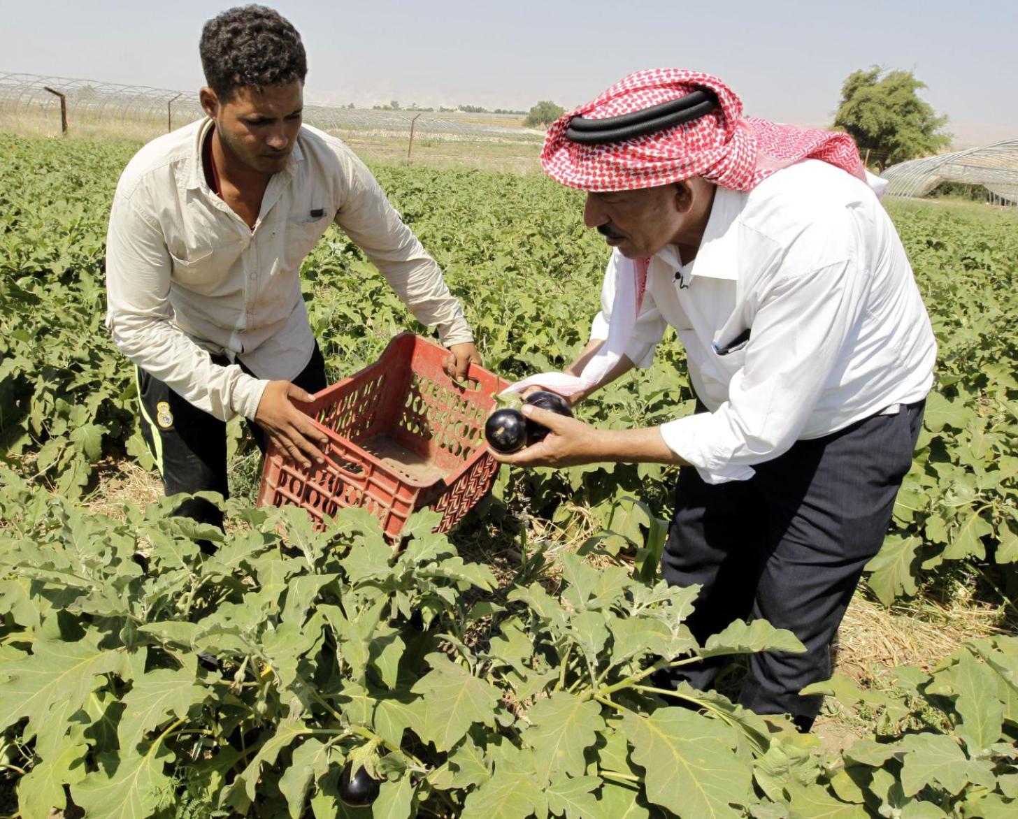 Two men in a field, one wearing a turban are inspecting their produce
