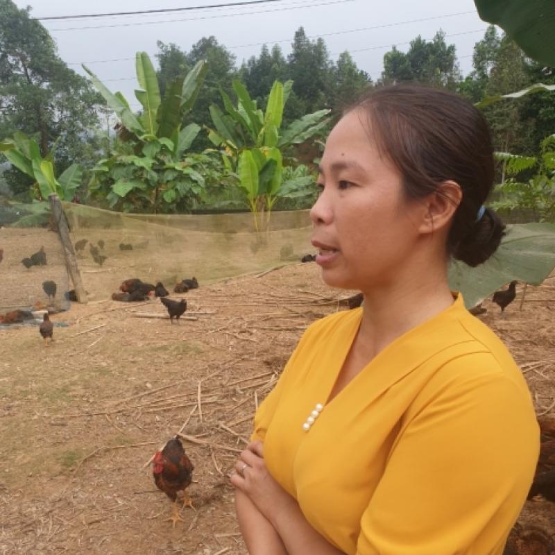A woman in a yellow shirt stands near several chicken. 